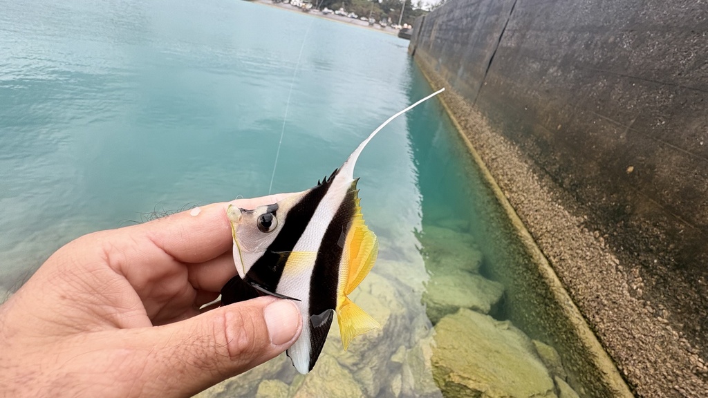 Photo of Pennant coralfish (Heniochus acuminatus)