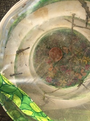 Erythemis simplicicollis