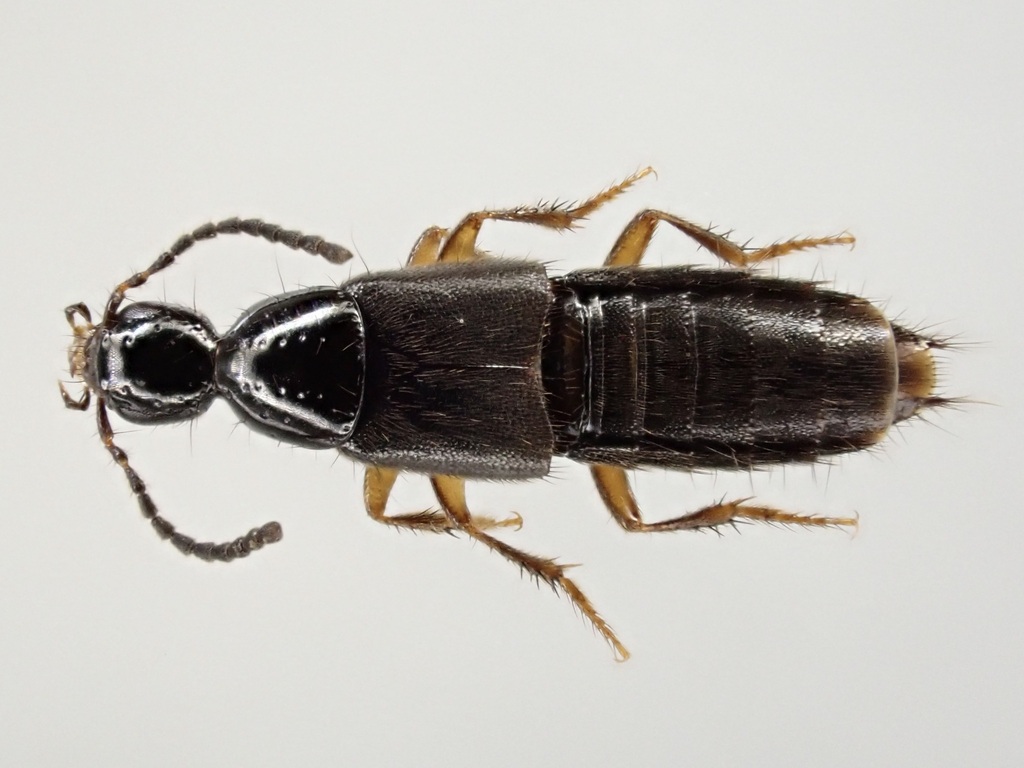 Staph beetle