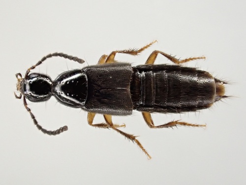 Staph beetle