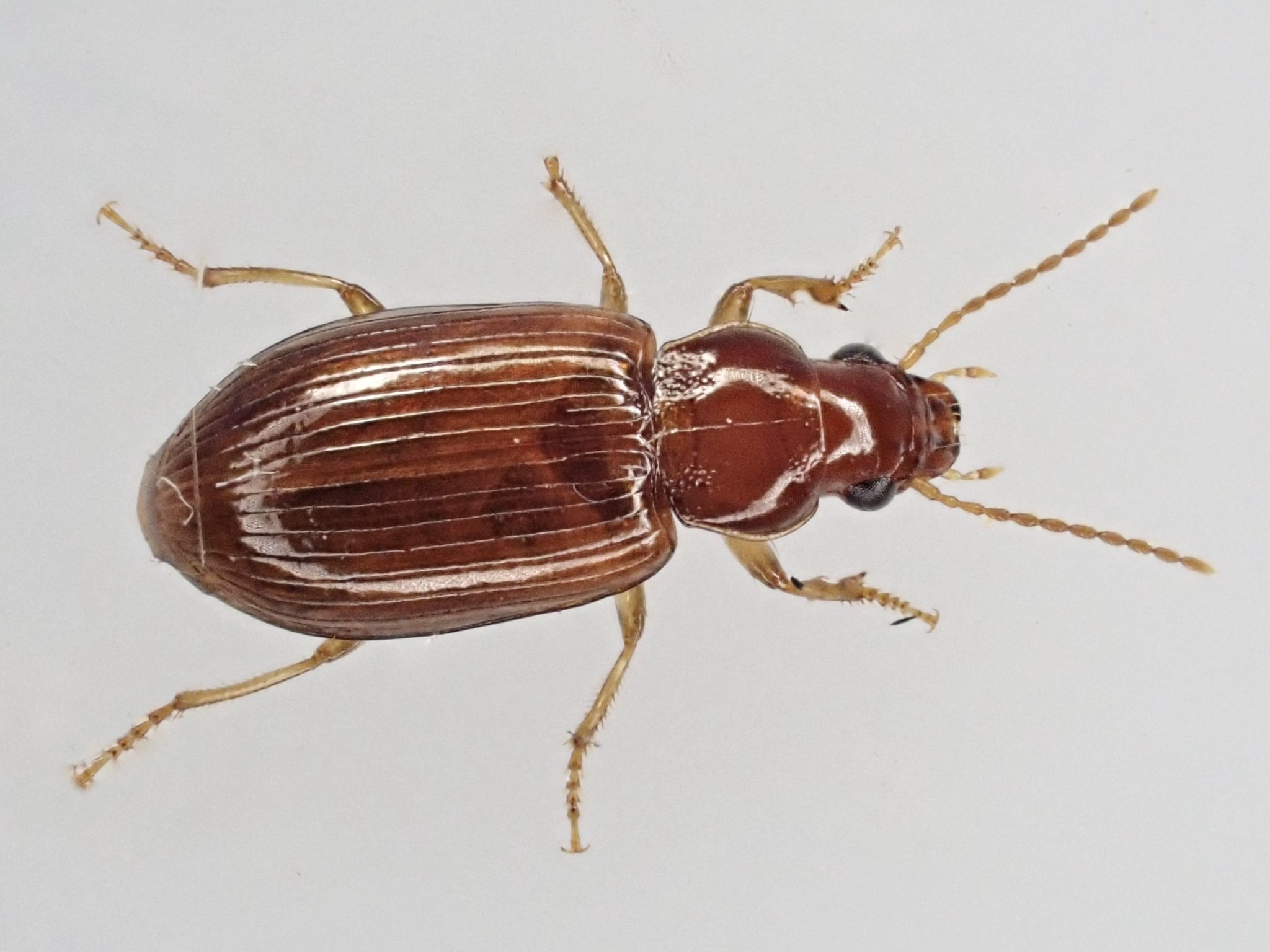 Bradycellus verbasci