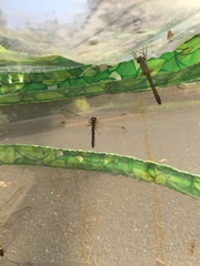 Erythemis simplicicollis