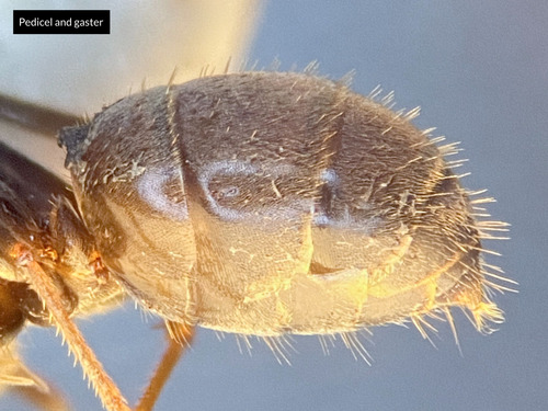 背视图图像 - Joss Carr