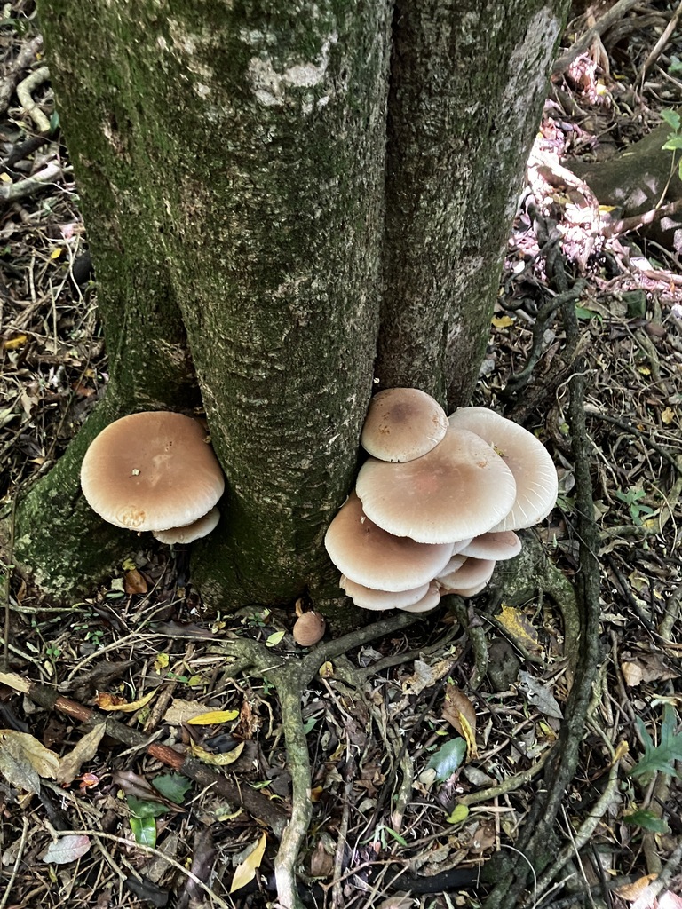 Cyclocybe parasitica · February 2026 · photo: © mikoikoi (iNaturalist, cc0)