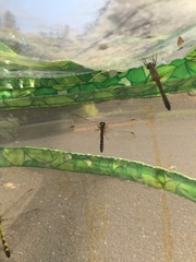 Erythemis simplicicollis