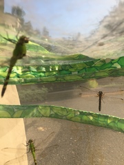 Erythemis simplicicollis