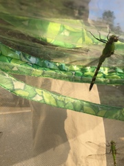 Erythemis simplicicollis