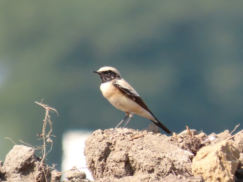 Desert Wheatear