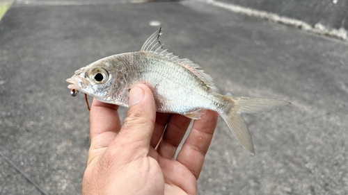 Blacktip mojarra (Gerres oyena) — Gerreidae — 2