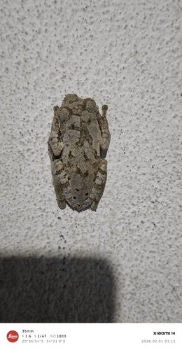 Grey Foam-nest Tree Frog