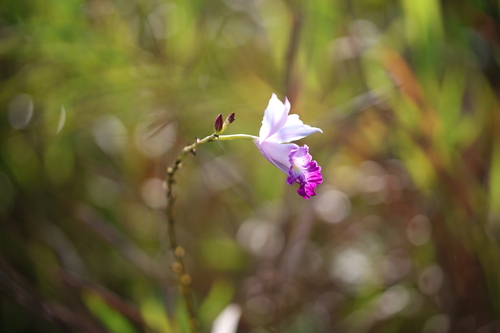 Bamboo Orchid