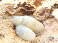 Galeommatoidea