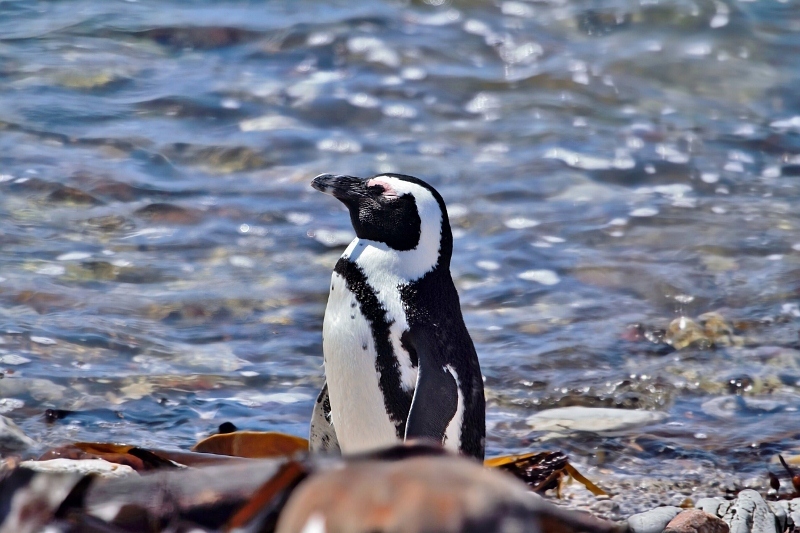 African Penguin (Spheniscus demersus), photo 3