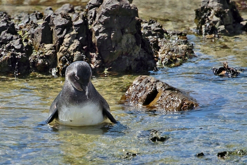 African Penguin (Spheniscus demersus), photo 5