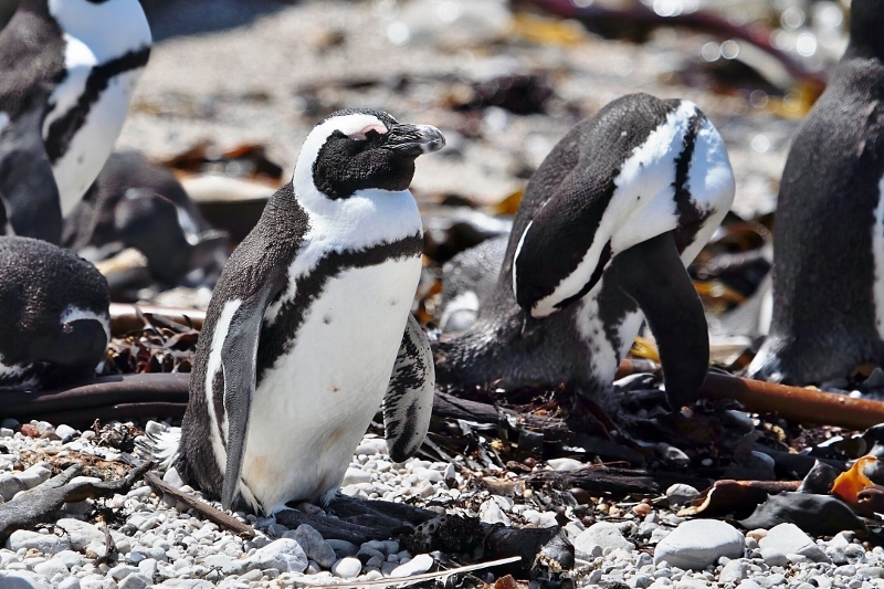 African Penguin (Spheniscus demersus), photo 4