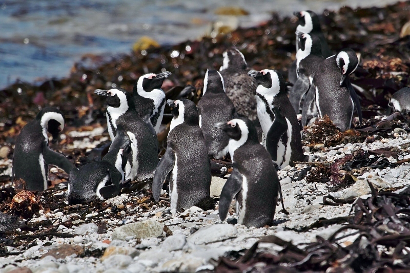 African Penguin (Spheniscus demersus), photo 2