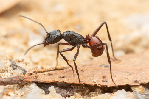 红腹皱猛蚁Rhytidoponera rufiventris