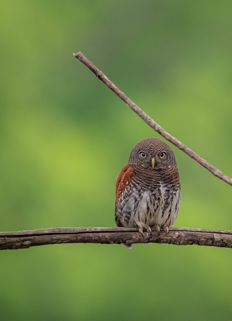 Pygmy-Owls and Typical Owlets
