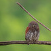 Pygmy-Owls and Owlets - Photo (c) Ravisara Jayamanna, some rights reserved (CC BY-NC)