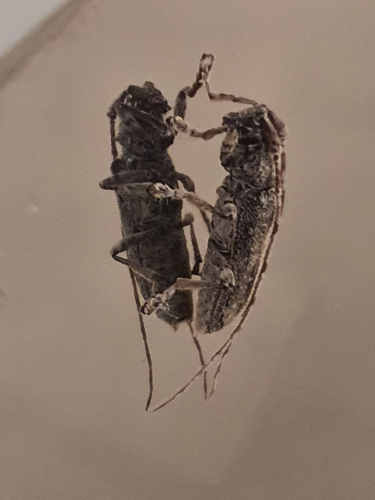 Deroplia albida