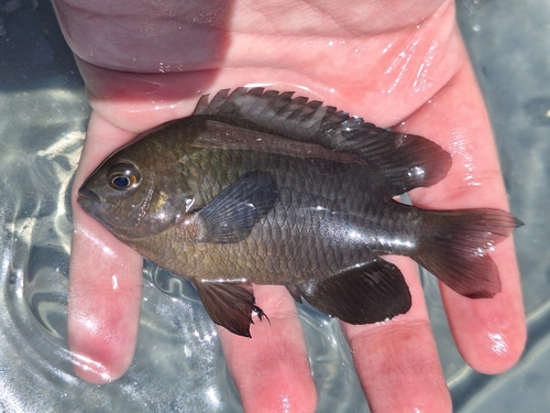 Ward's damsel (Pomacentrus wardi) — Pomacentridae — 2