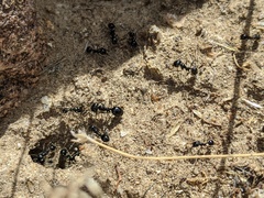 Veromessor pergandei