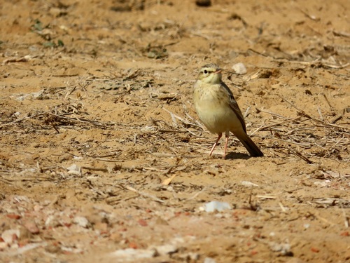 Tawny Pipit