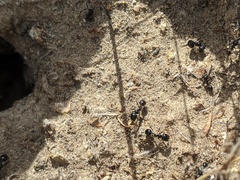 Veromessor pergandei