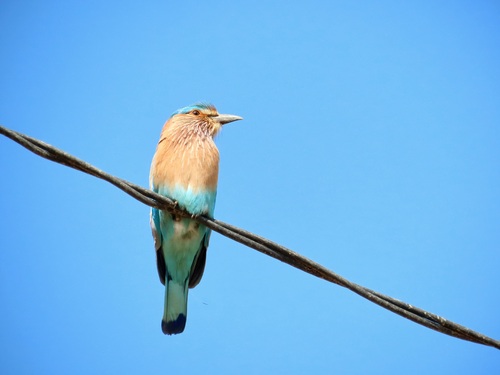 Indian Roller