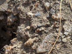 Veromessor pergandei