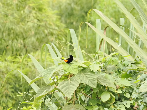 Flame-rumped Tanager (Ramphocelus flammigerus), photo 4