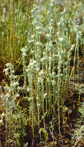 field fluffweed (Filago arvensis)