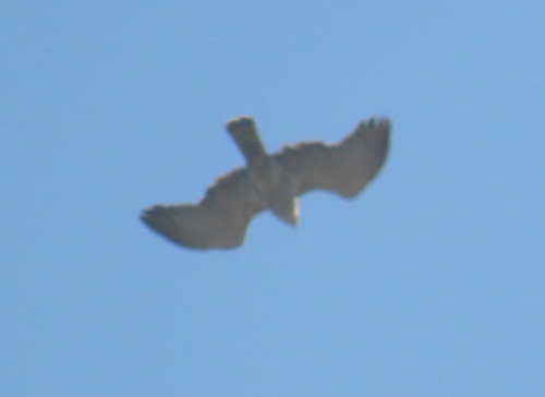 Short-toed Snake-Eagle