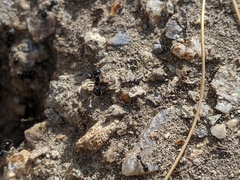 Veromessor pergandei