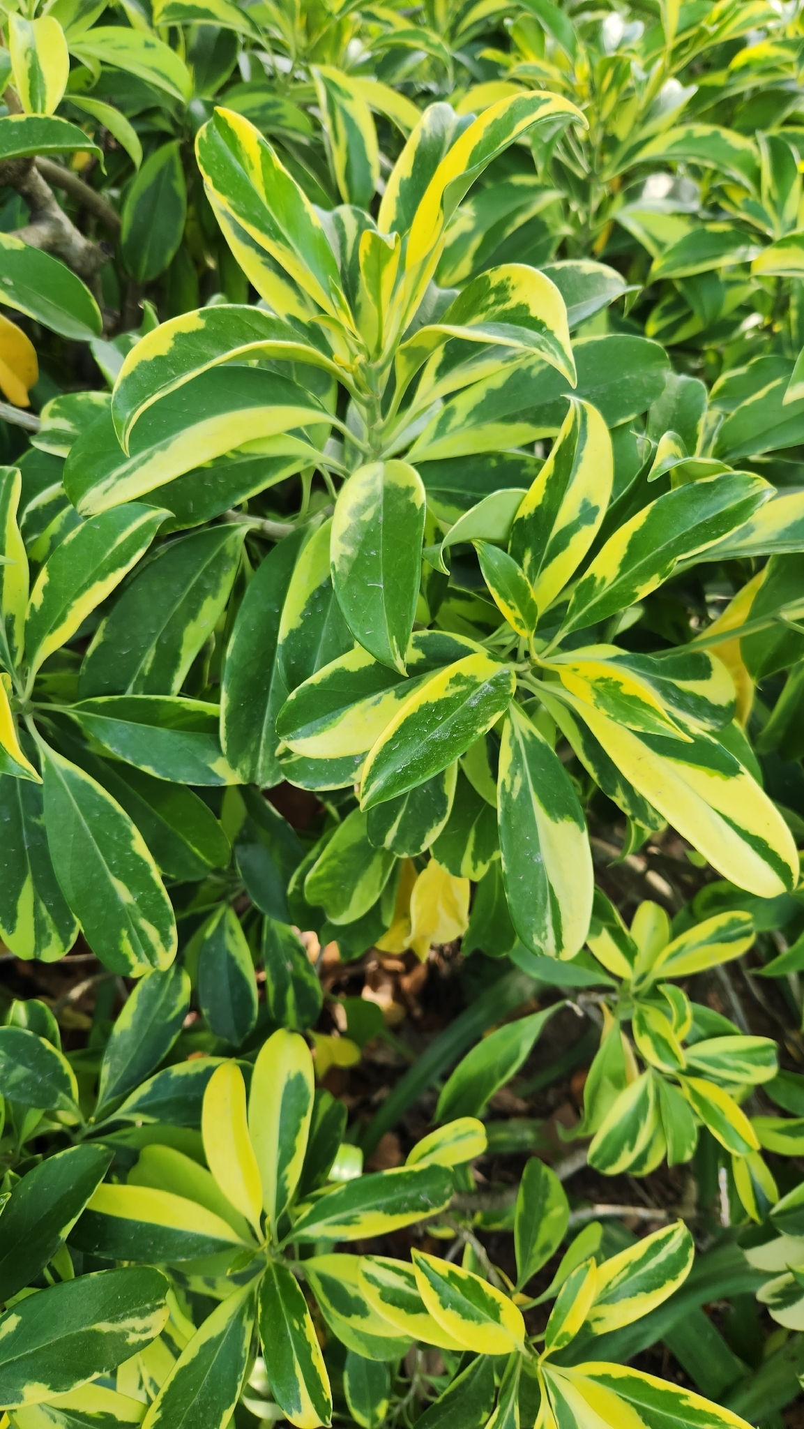 Fagraea Ceilanica (Fagraea ceilanica)