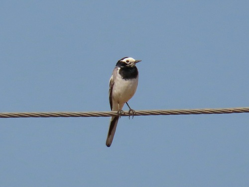 White Wagtail