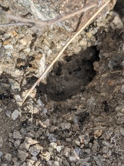 Veromessor pergandei