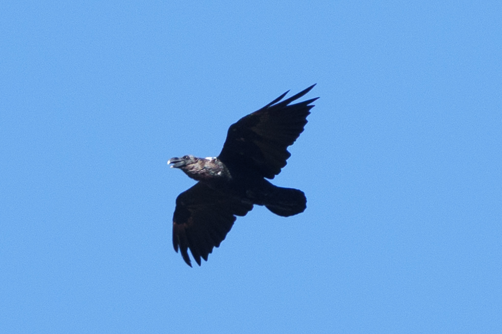 White-necked Raven (Corvus albicollis), photo 10
