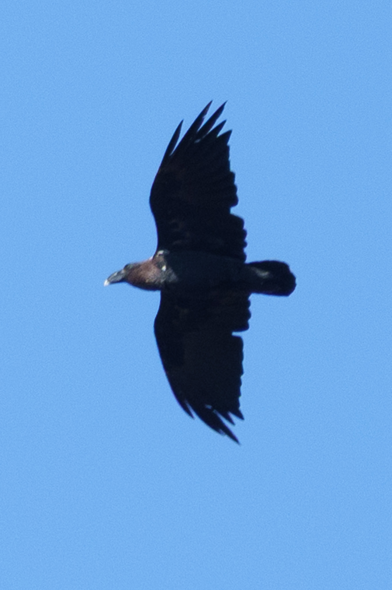White-necked Raven (Corvus albicollis), photo 8