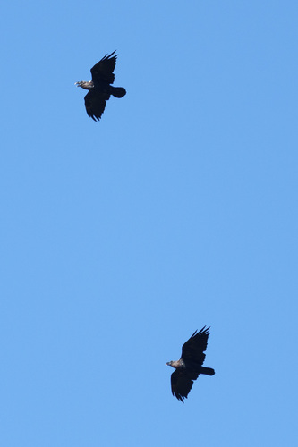 White-necked Raven (Corvus albicollis), photo 6