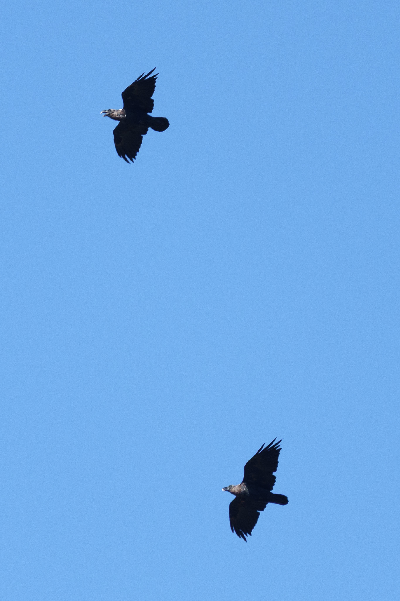 White-necked Raven (Corvus albicollis), photo 9