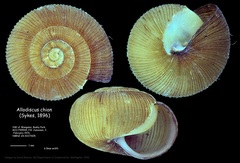 Allodiscus chion image