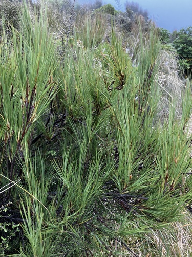 Dracophyllum acerosum observed 2026-01-31