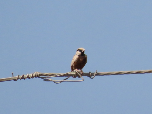 Ashy-crowned Sparrow-Lark