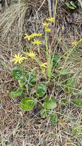 Brachyglottis southlandica observed 2026-02-01