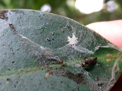 Caeciliusidae