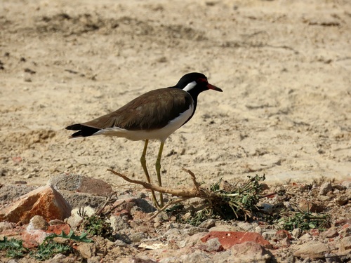 Red-wattled Lapwing