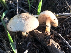 Marasmius albogriseus