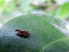 Caeciliusidae