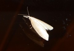 Microdes epicryptis